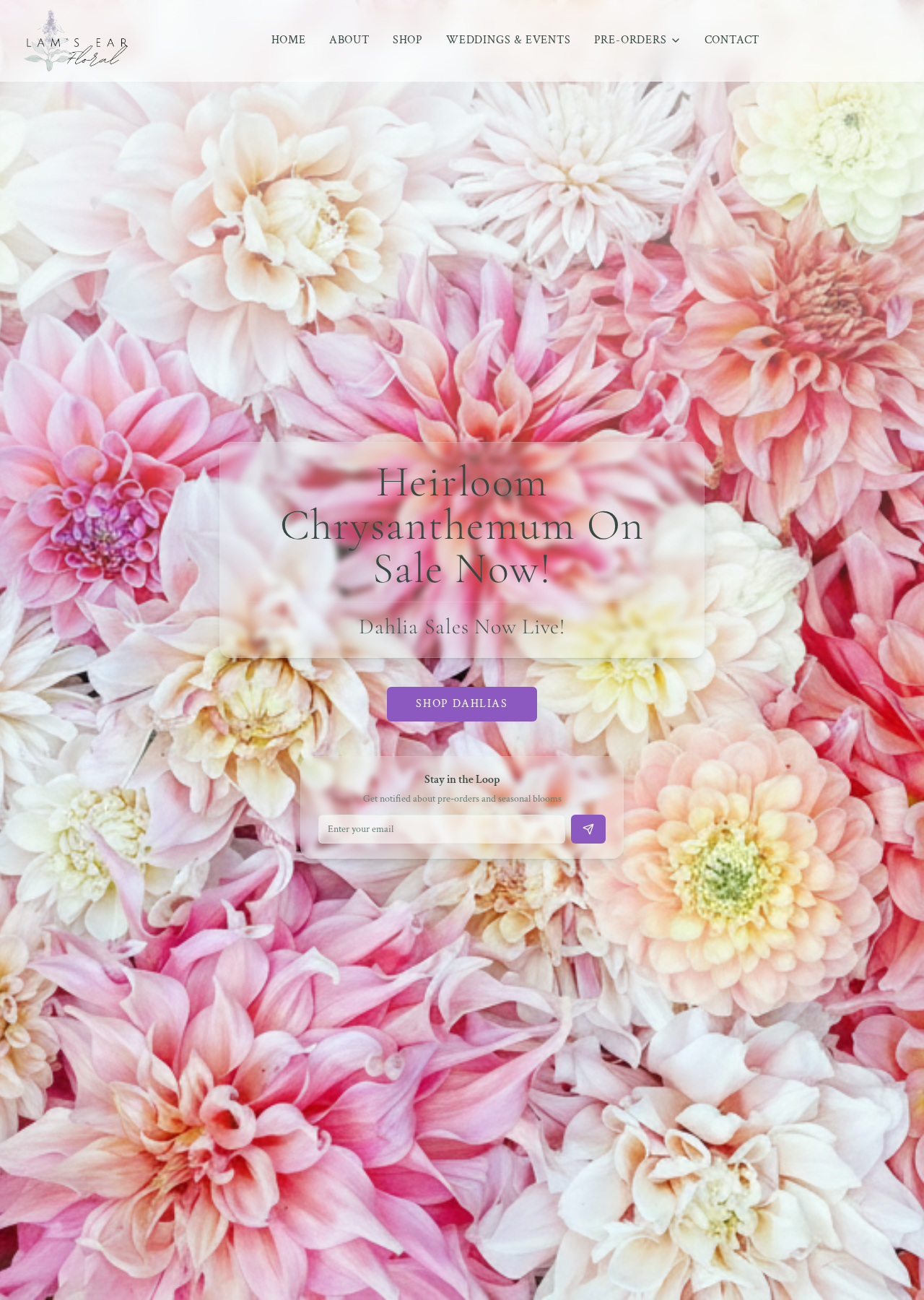 Lam's Ear Floral homepage featuring heirloom chrysanthemums